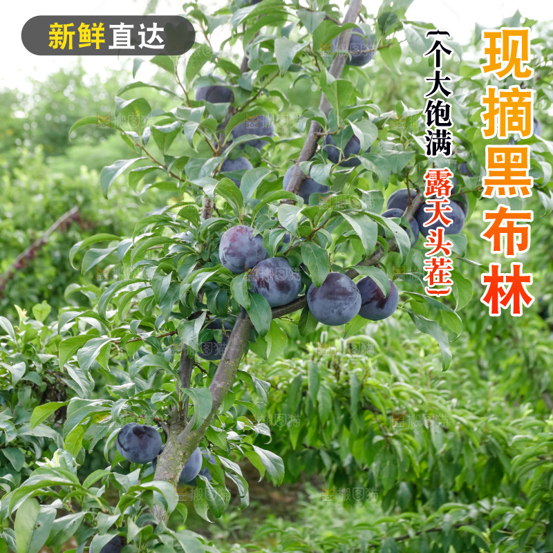 新鲜现摘黑布林
