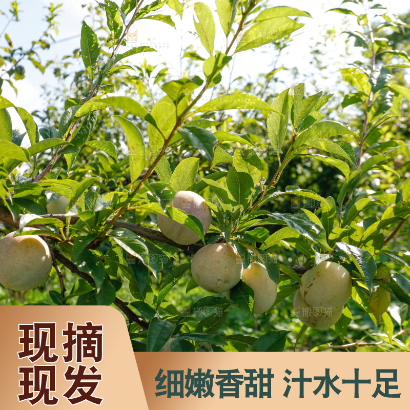 手里拿着红肉三华李