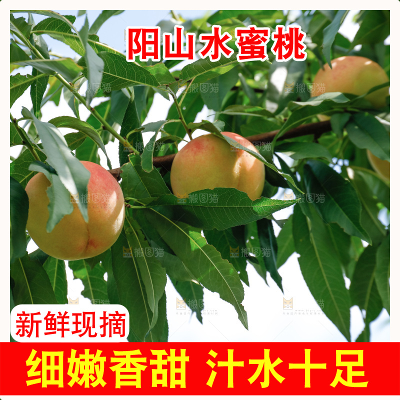 手里拿着现摘水蜜桃