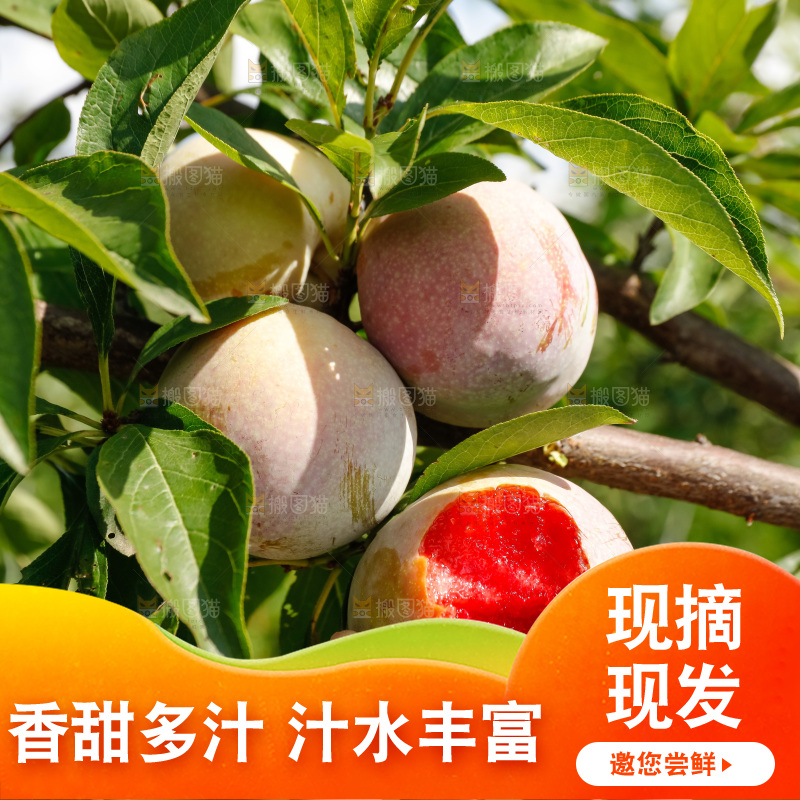 手里拿着红肉三华李