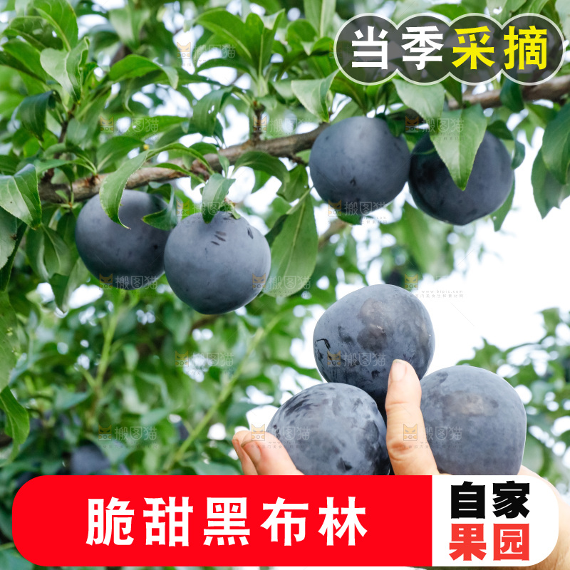 新鲜现摘黑布林