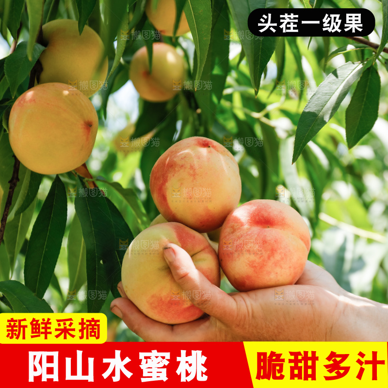手里拿着现摘水蜜桃
