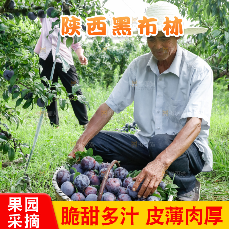 新鲜现摘黑布林