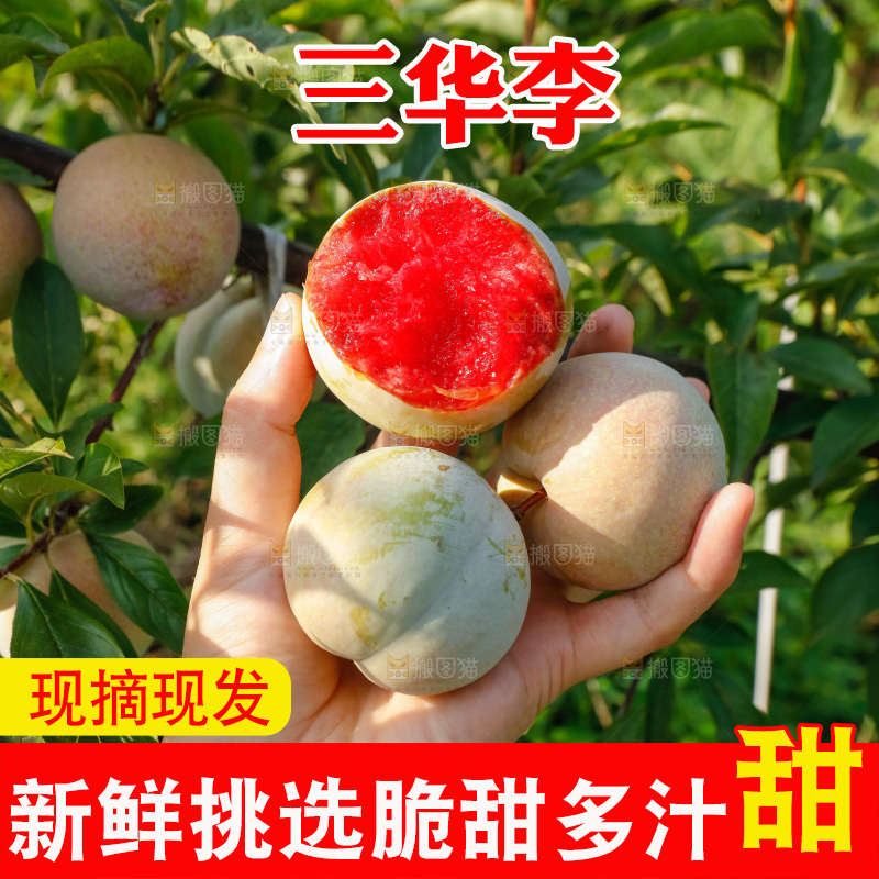 手里拿着红肉三华李