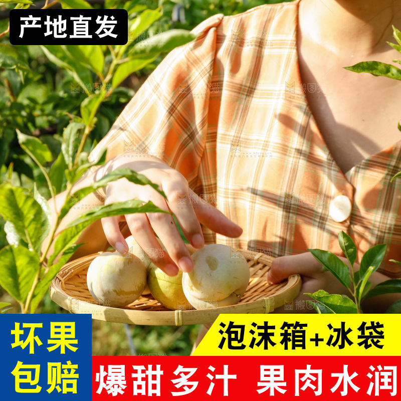 手里拿着红肉三华李
