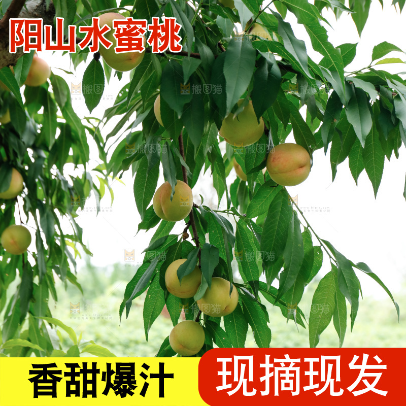手里拿着现摘水蜜桃