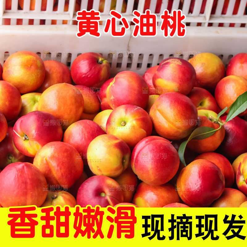 现摘的新鲜黄心油桃