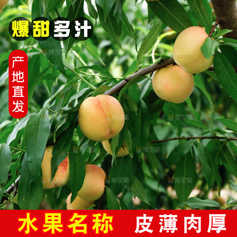 手里拿着现摘水蜜桃