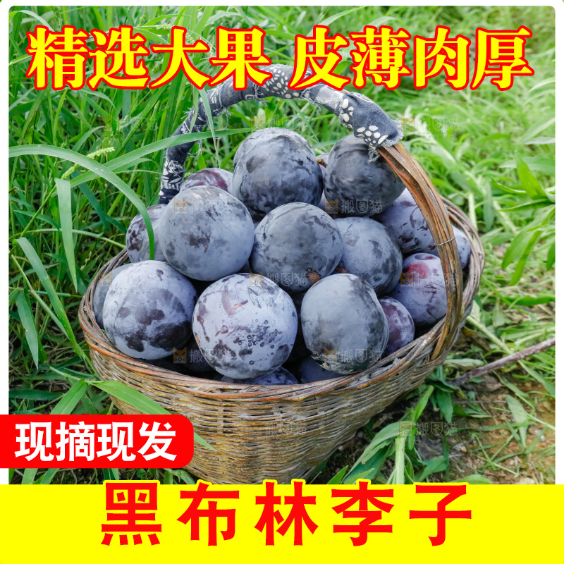 新鲜现摘黑布林