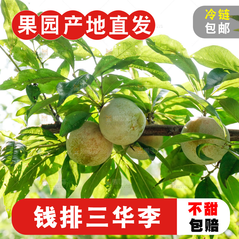 手里拿着红肉三华李
