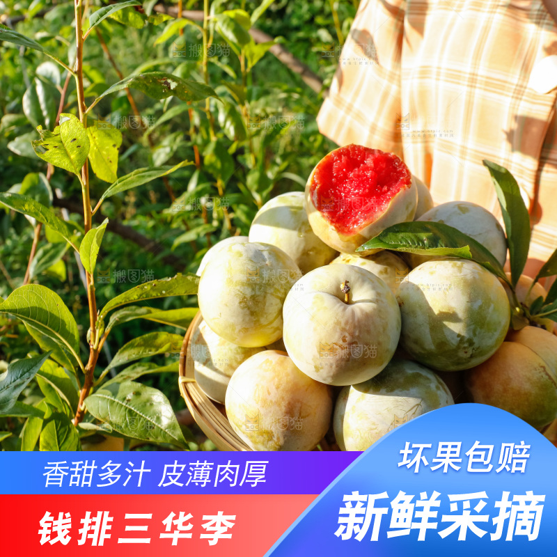 手里拿着红肉三华李