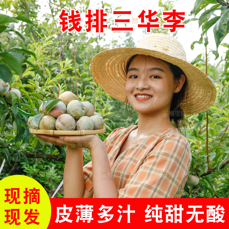手里拿着红肉三华李