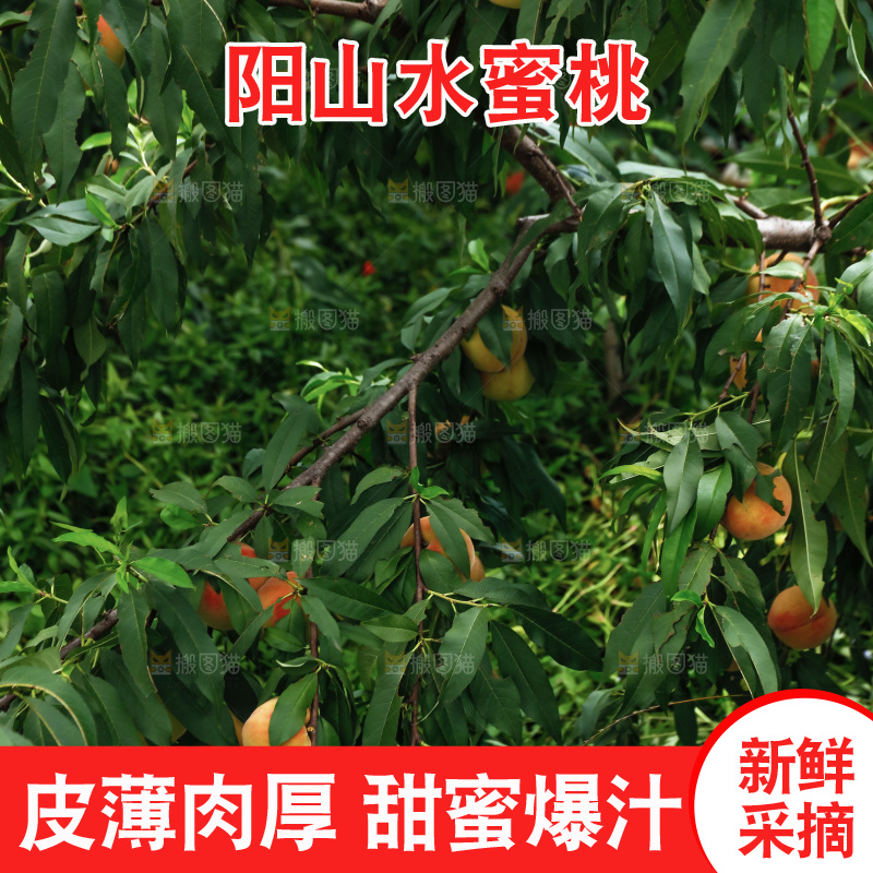 手里拿着现摘水蜜桃