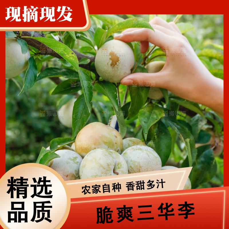 手里拿着红肉三华李