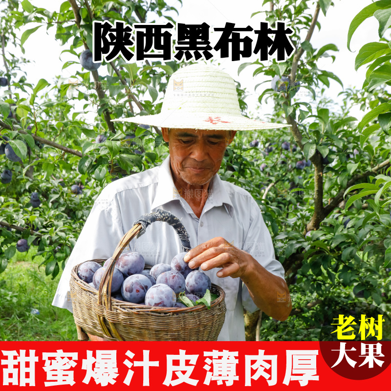 新鲜现摘黑布林