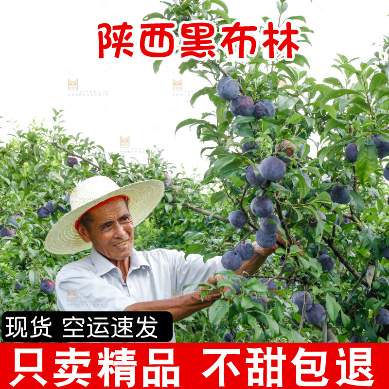 新鲜现摘黑布林