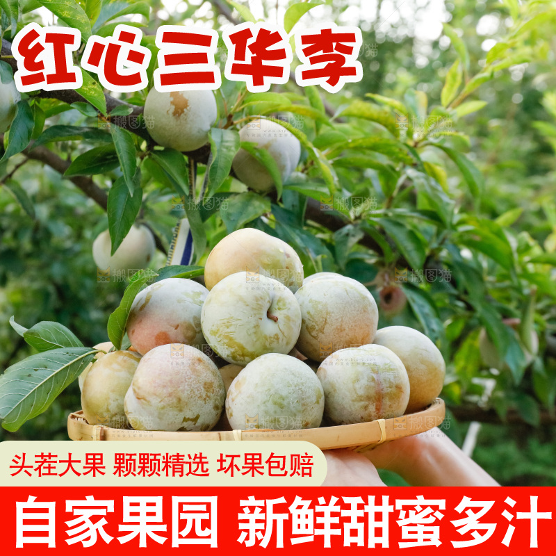 手里拿着红肉三华李