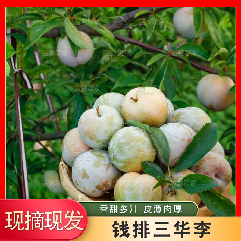 手里拿着红肉三华李