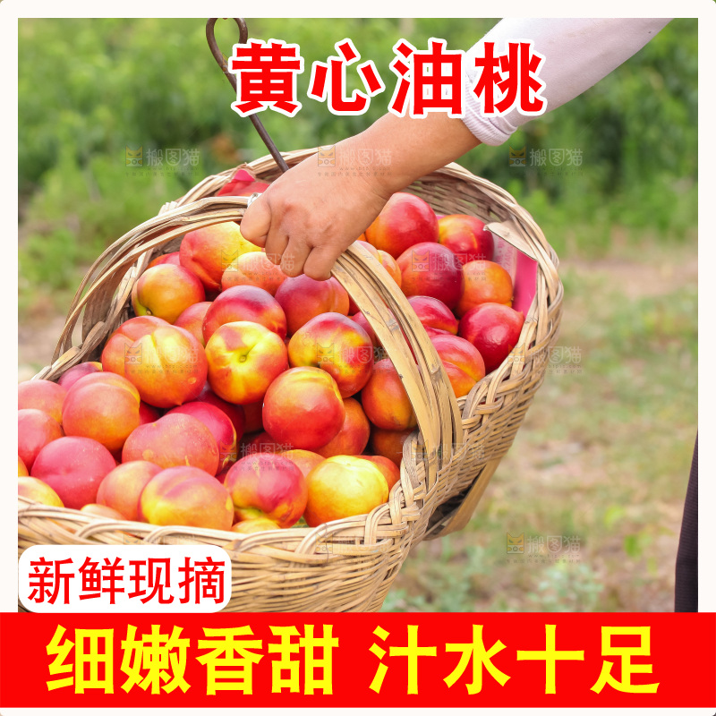 现摘的新鲜黄心油桃