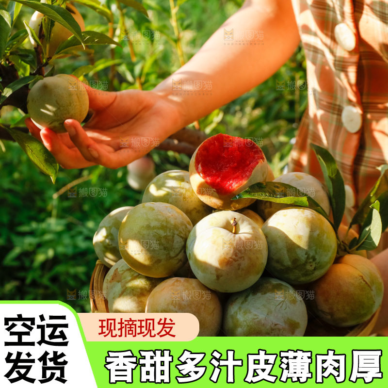 手里拿着红肉三华李
