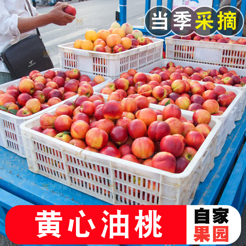 现摘的新鲜黄心油桃