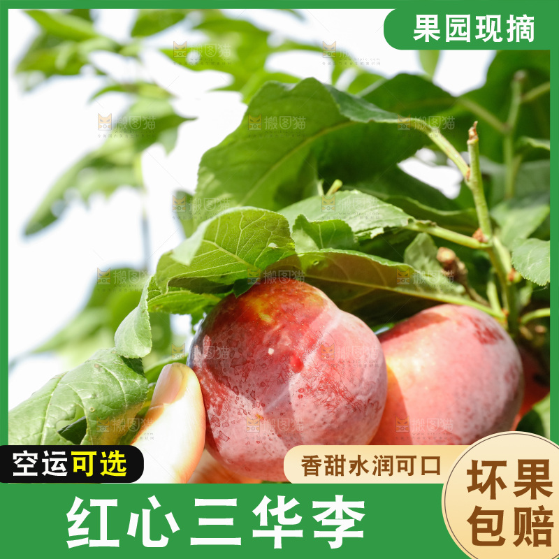 手里拿着红肉三华李