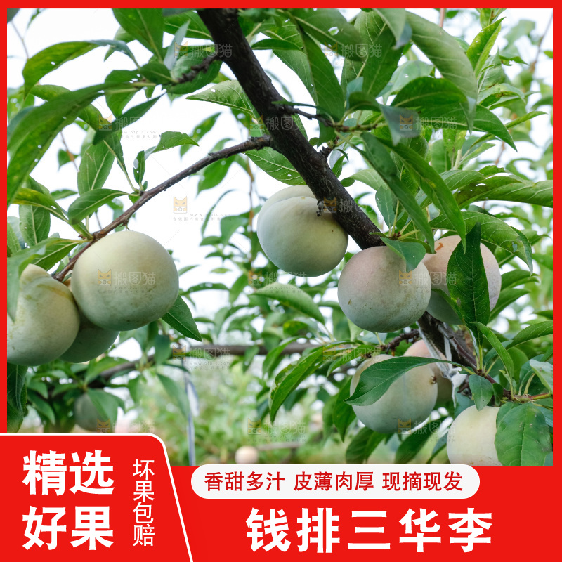手里拿着红肉三华李