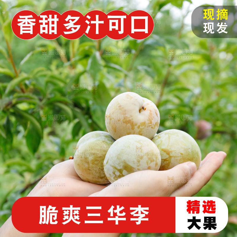 手里拿着红肉三华李