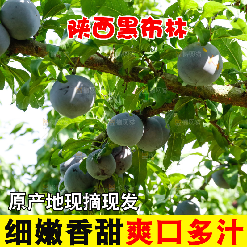 新鲜现摘黑布林