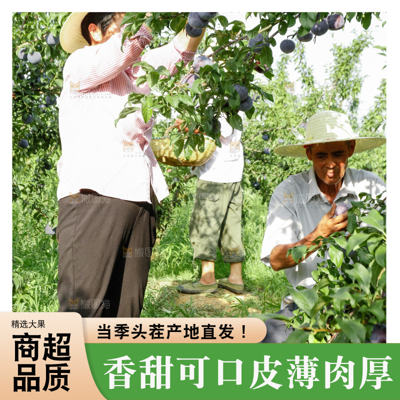 新鲜现摘黑布林