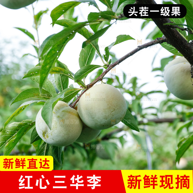 手里拿着红肉三华李