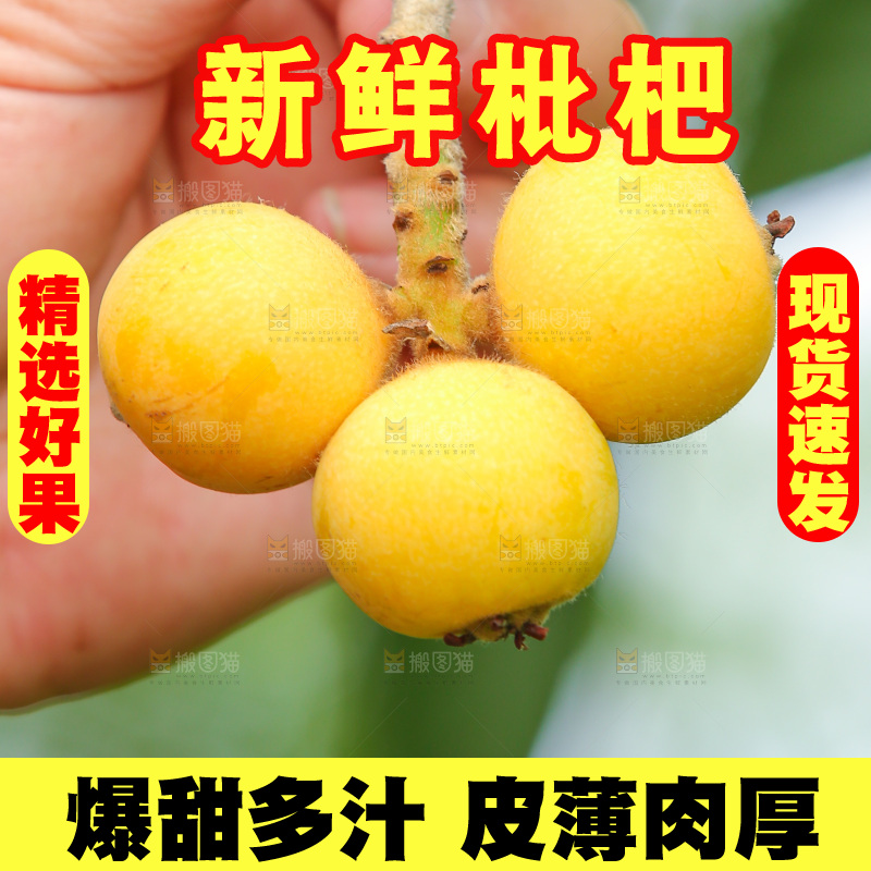 手里拿着现摘枇杷