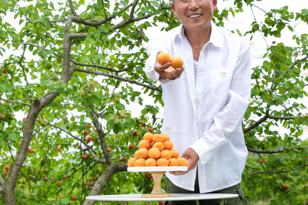手里拿着新鲜大黄杏