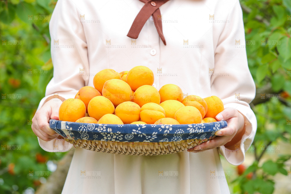 手里拿着新鲜大黄杏
