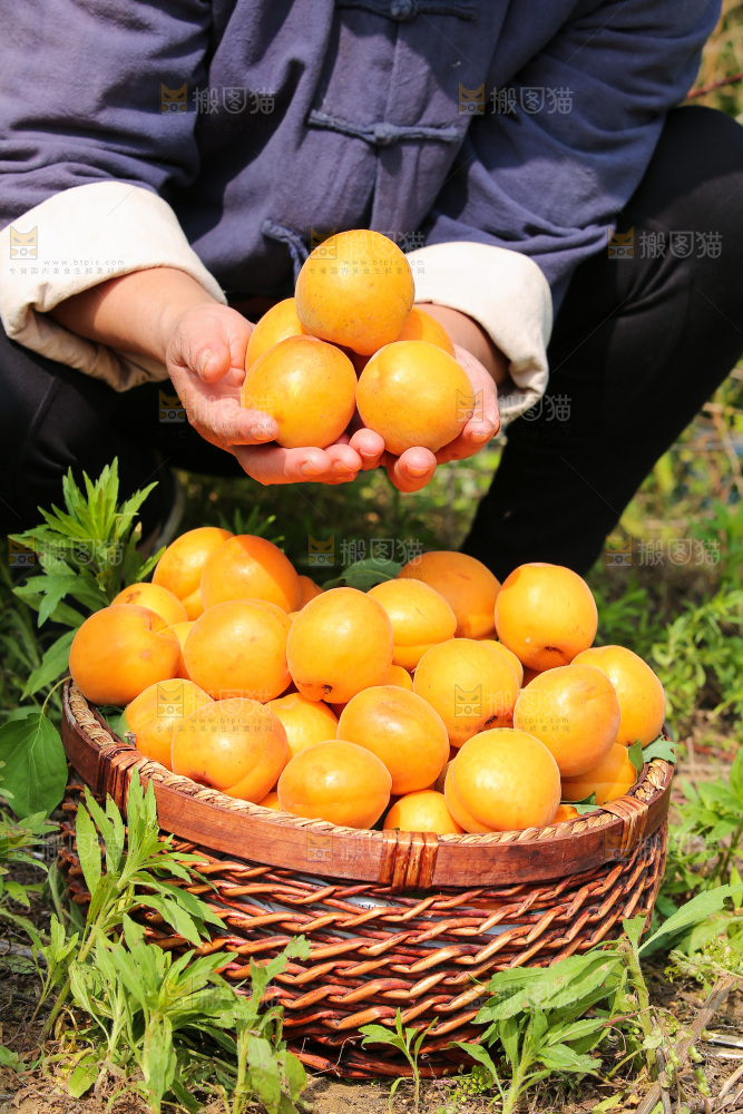 手里拿着新鲜大黄杏