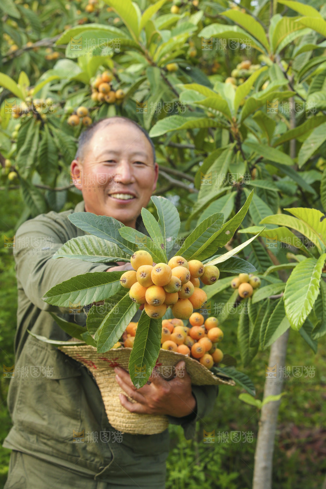 手里拿着现摘枇杷