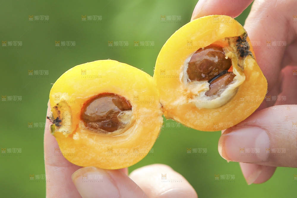 手里拿着现摘枇杷