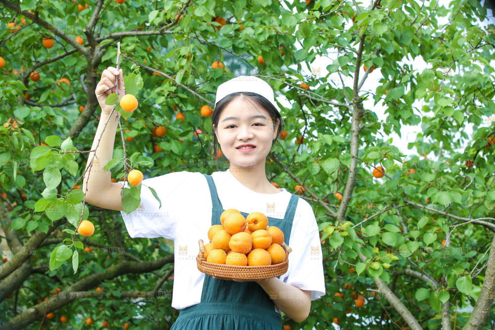 手里拿着新鲜大黄杏