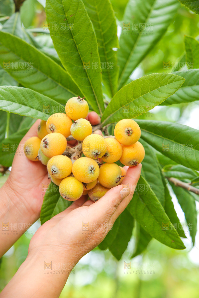手里拿着现摘枇杷