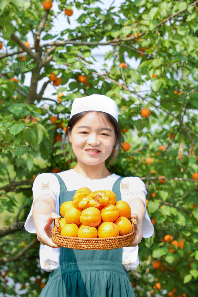 手里拿着新鲜大黄杏