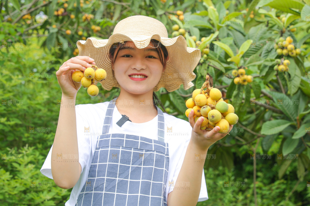 手里拿着现摘枇杷