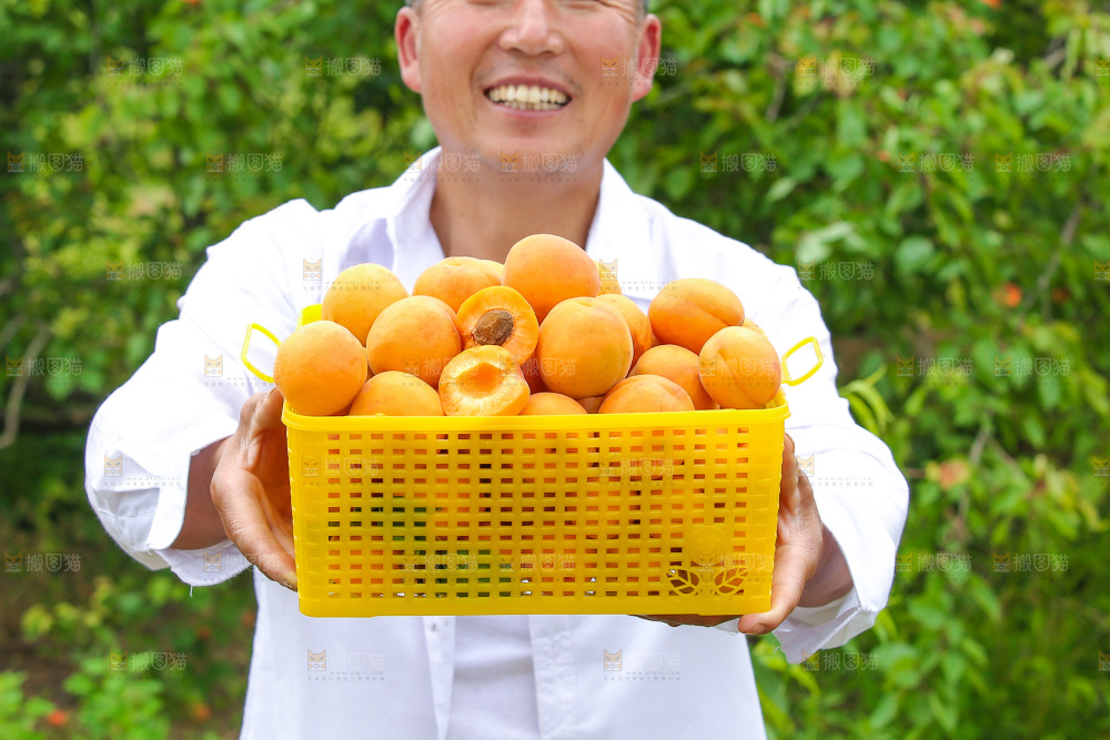 手里拿着新鲜大黄杏