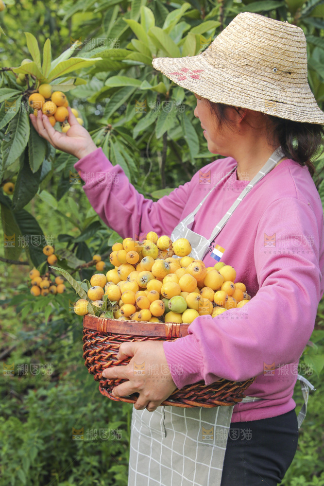 手里拿着现摘枇杷