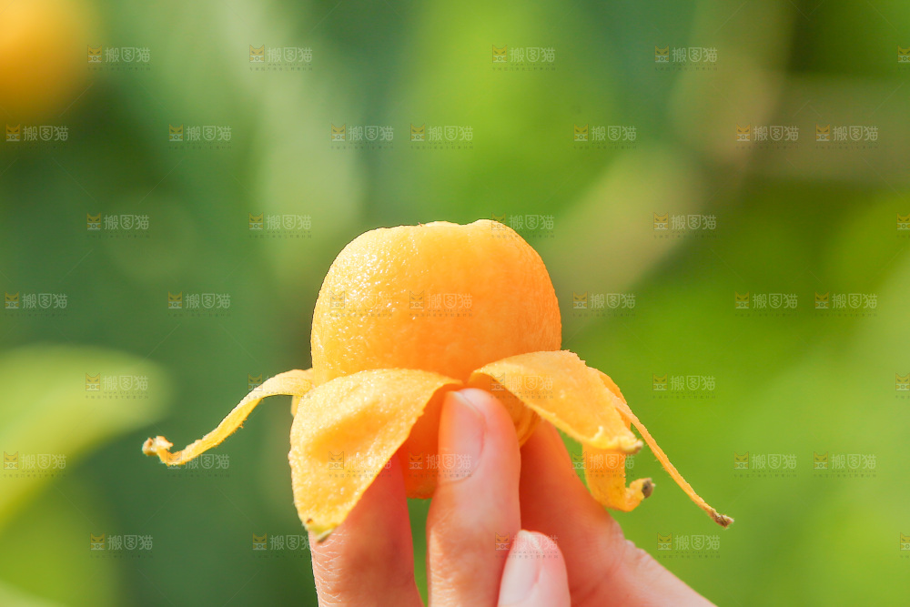 手里拿着现摘枇杷