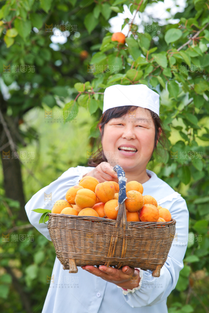 手里拿着新鲜大黄杏