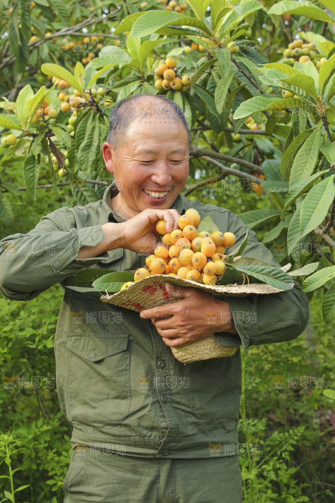 手里拿着现摘枇杷