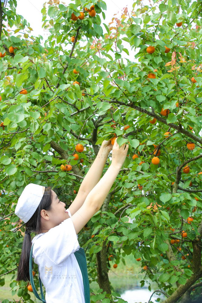 手里拿着新鲜大黄杏