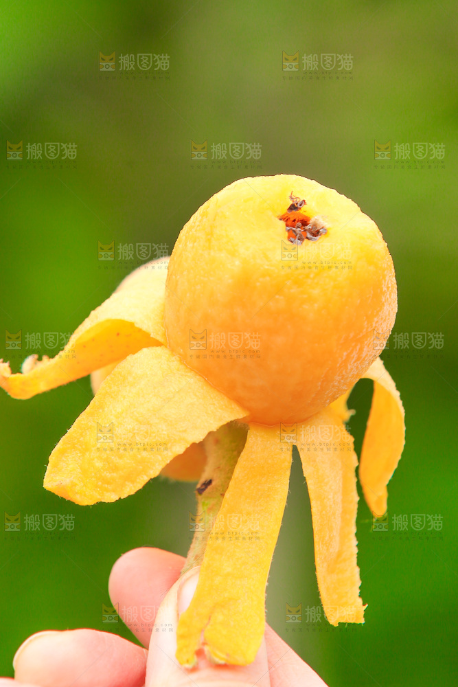 手里拿着现摘枇杷