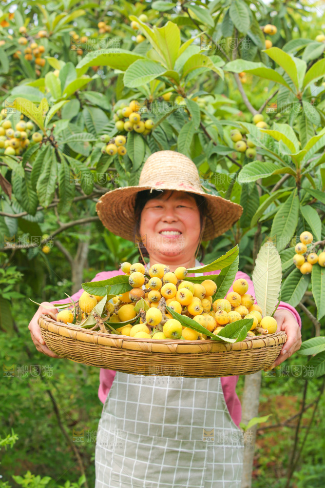 手里拿着现摘枇杷