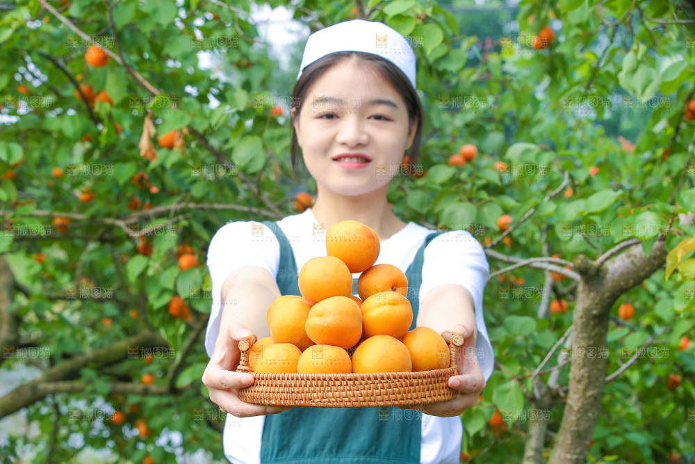 手里拿着新鲜大黄杏